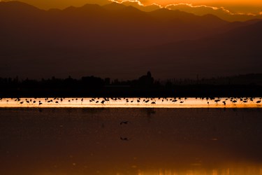 مهمانان تالاب «درگه سنگی» 