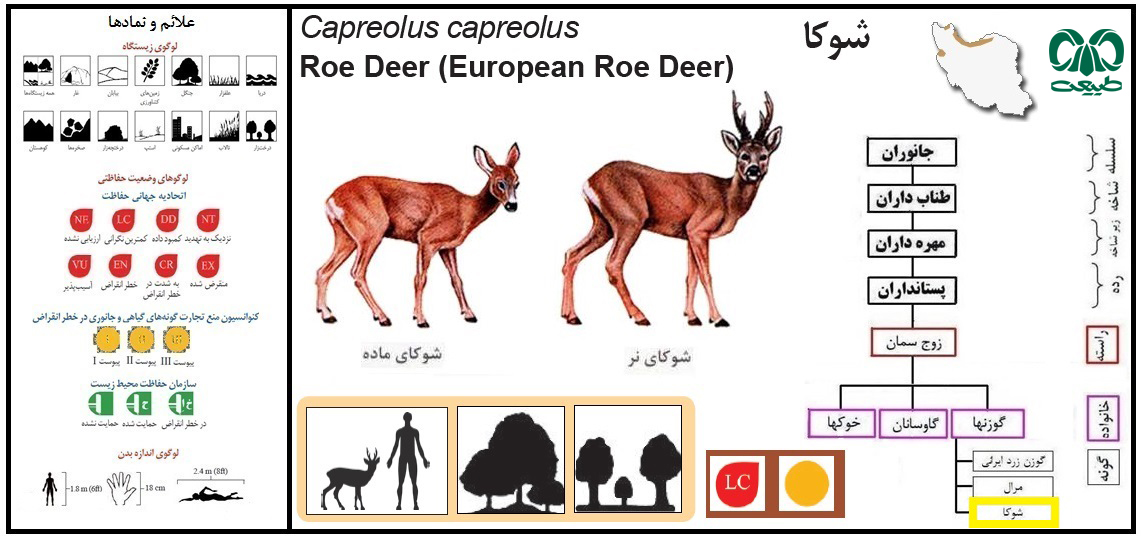 مشاهده گوزن مینیاتوری + فیلم 2