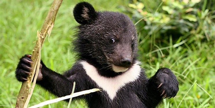انتقال دو توله خرس سیاه بلوچی به پارک پردیسان