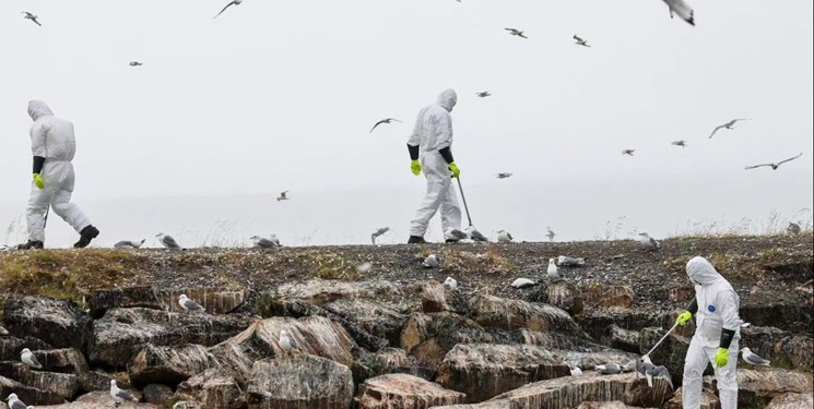 شیوع آنفولانزای پرندگان در نروژ و فنلاند
