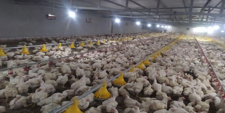 تلاش بهره برداران خاش برای دستیابی به تولید ۱۵ هزار تن گوشت مرغ