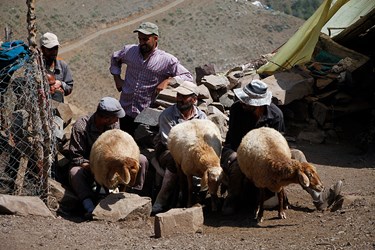 »سَواگَری دام »در مراتع ییلاقی چالوس 