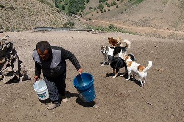 »سَواگَری دام »در مراتع ییلاقی چالوس 