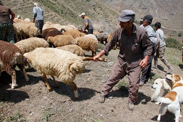 »سَواگَری دام »در مراتع ییلاقی چالوس 