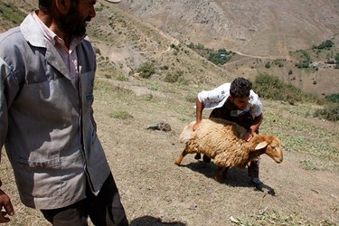 »سَواگَری دام »در مراتع ییلاقی چالوس 