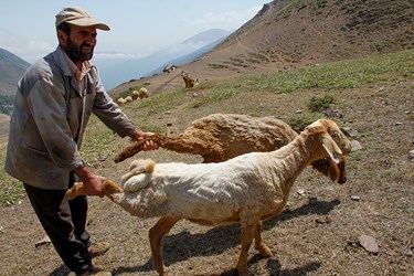 »سَواگَری دام »در مراتع ییلاقی چالوس 