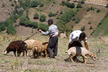 »سَواگَری دام »در مراتع ییلاقی چالوس 