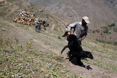 »سَواگَری دام »در مراتع ییلاقی چالوس 