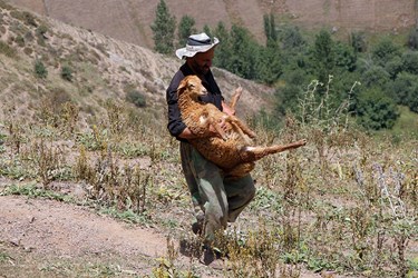 »سَواگَری دام »در مراتع ییلاقی چالوس 