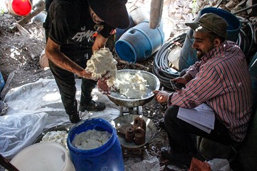 میزان کره هر فرد مشخص و با ترازو وزن می شود 