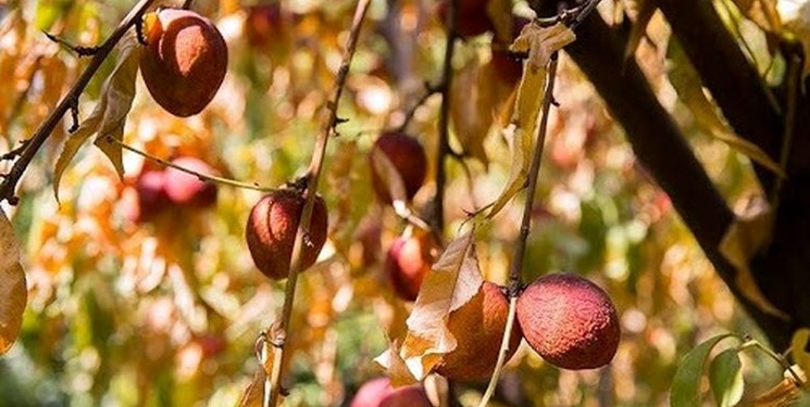 توصیه‌هایی برای مقابله با خشکسالی و عوارض آن در باغات میوه