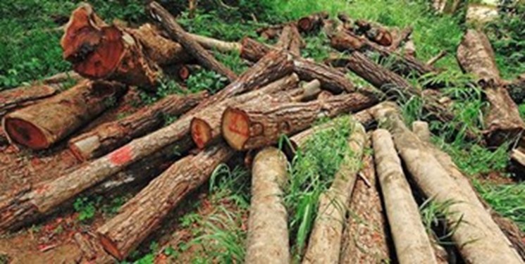 دستور ویژه استاندار گلستان برای بررسی قطع درختان در «خان‌ببین»