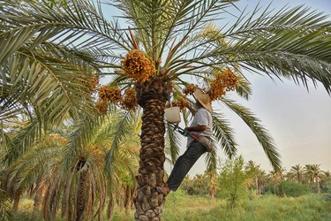 برداشت خارک و رُطب در گرمترین شهر جهان«آبادان»
