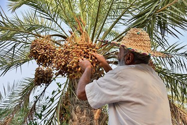 برداشت خارک و رُطب در گرمترین شهر جهان«آبادان»