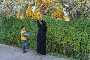 برداشت خارک و رُطب در گرمترین شهر جهان«آبادان»