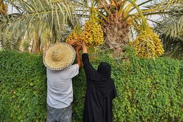 برداشت خارک و رُطب در گرمترین شهر جهان«آبادان»