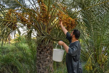 برداشت خارک و رُطب در گرمترین شهر جهان«آبادان»