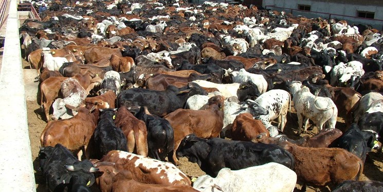 تلاش مضاعف برای تامین گوشت مورد نیاز کشور از طریق سیستان و بلوچستان