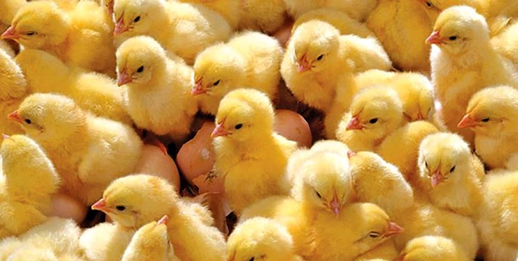 افزایش ۲۱ درصدی جوجه‌ریزی در مرغداری‌های همدان
