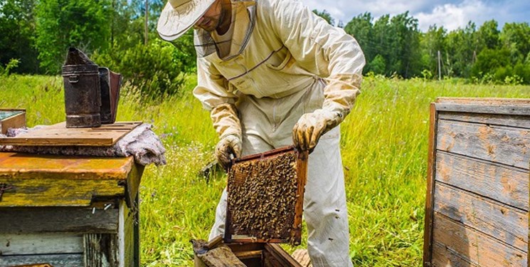 نبود بیمه، مهمترین چالش زنبورداران لرستانی