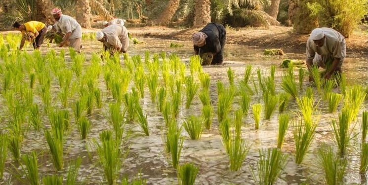 عراق کاشت برنج و ذرت را به دلیل خشکسالی متوقف کرد