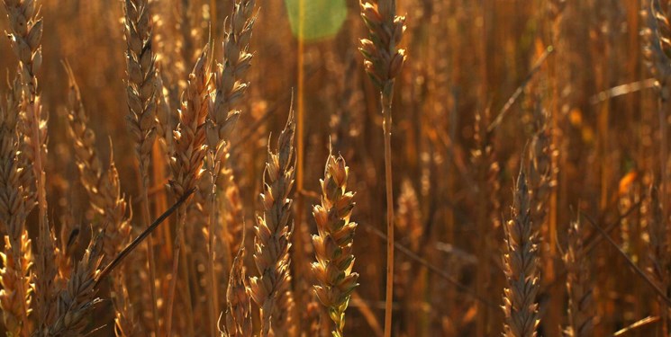 افزایش صادرات گندم از قزاقستان