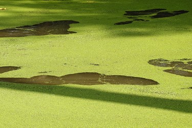 آزولا ( Azolla ) از خانواده Azollaceae  و یک جلبک آبزی است که روی سطح آب شالیزار های برنج ، کانال ها ، استخرها و رودخانه ها زندگی می کند .