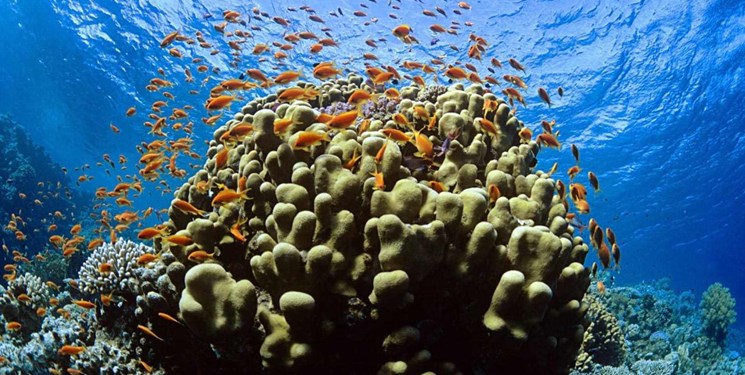 توسعه مرجانی کیش با روش قلمه زنی و سازه های مصنوعی