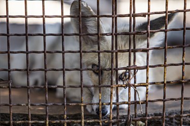 روباه کشف شده از دست قاچاقچیان درکلینیک بازپروری پارک پردیسان