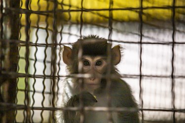 میمون کشف شده از دست قاچاقچیان درکلینیک بازپروری پارک پردیسان