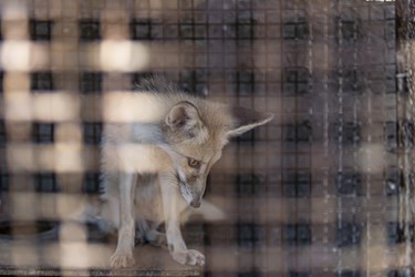 روباه کشف شده از دست قاچاقچیان درکلینیک بازپروری پارک پردیسان