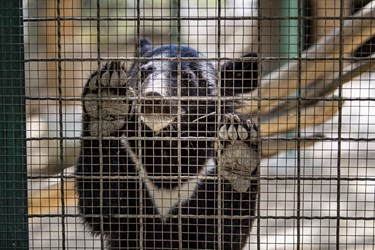 توله خرس سیاه بلوچی کشف شده  از دست قاچاقچیان گنابادبه نام های خرس ماده( نیکا) و خرس نر( نیما) در کلینیک بازپروری پارک پردیسان