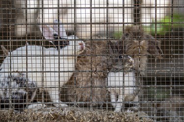 خرگوش های رها شده و کشف شده از دست قاچاقچیان در کلینیک بازپروری پارک پردیسان