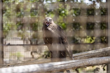 عقاب کشف شده از دست قاچاقچیان درکلینیک بازپروری پارک پردیسان