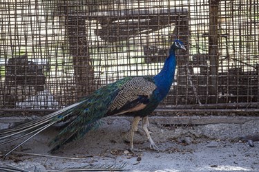 طاووس کشف شده از دست قاچاقچیان درکلینیک بازپروری پارک پردیسان