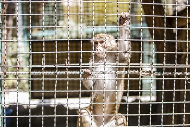 میمون کشف شده از دست قاچاقچیان درکلینیک بازپروری پارک پردیسان
