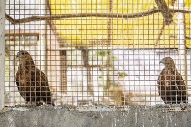 عقاب ها کشف شده از دست قاچاقچیان درکلینیک بازپروری پارک پردیسان