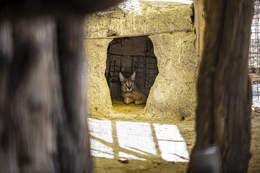 گربه وحشی کشف شده محیط زیست درکلینیک بازپروری پارک پردیسان