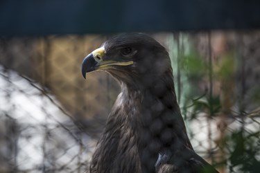 عقاب کشف شده از دست قاچاقچیان درکلینیک بازپروری پارک پردیسان