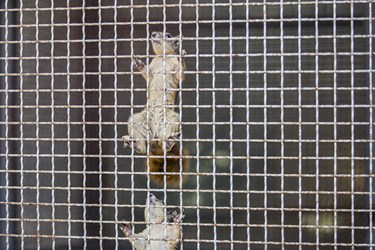 سنجاب  در کلینیک بازپروری پارک پردیسان