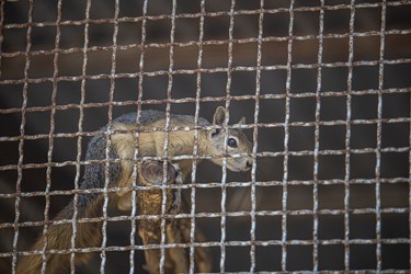 سنجاب  در کلینیک بازپروری پارک پردیسان