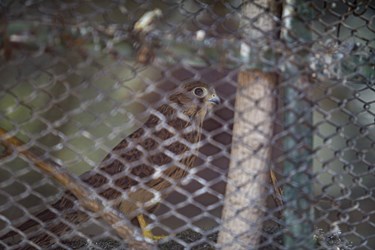شاهین کشف شده از دست قاچاقچیان درکلینیک بازپروری پارک پردیسان