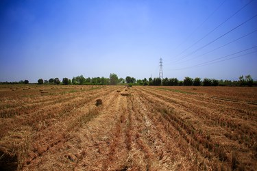 آخر قصه پر رنج «شالیکاران»