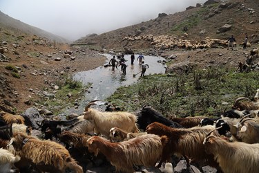 بزها را از گوسفندان جدا می کنند 