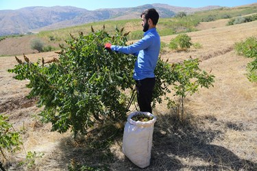 آغاز برداشت مرغوب ترین سماق ایران در شهرستان هوراند