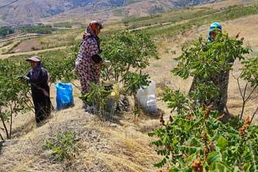 آغاز برداشت مرغوب ترین سماق ایران در شهرستان هوراند