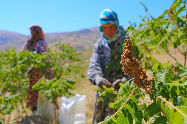 آغاز برداشت مرغوب ترین سماق ایران در شهرستان هوراند