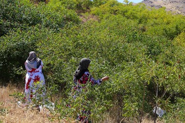 آغاز برداشت مرغوب ترین سماق ایران در شهرستان هوراند