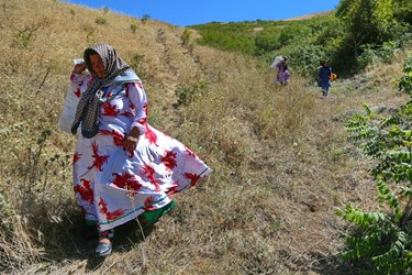 آغاز برداشت مرغوب ترین سماق ایران در شهرستان هوراند