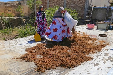 آغاز برداشت مرغوب ترین سماق ایران در شهرستان هوراند